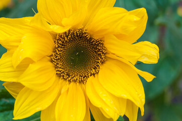Sunflower yellow flower. Close-up on a green background.