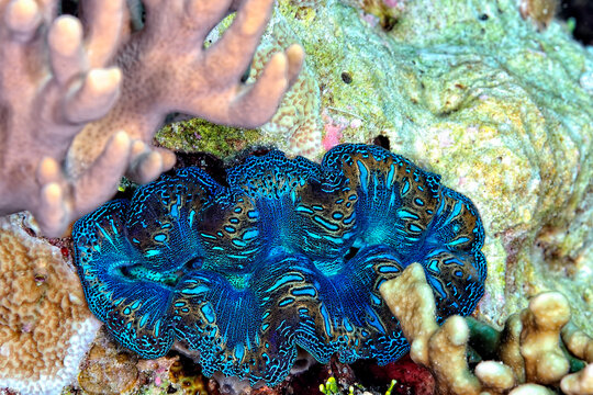 A picture of a tridacna