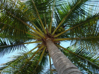 Palma cocotera