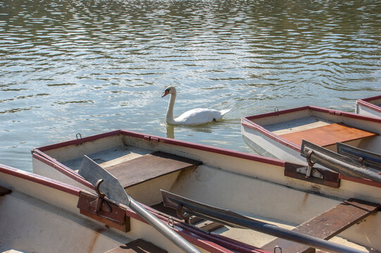 boats in lake in Versailles Palace and a white swan