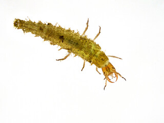 P6270031 aquatic water tiger, the larva of a predaceous diving beetle (Dytiscidae species) isolated...