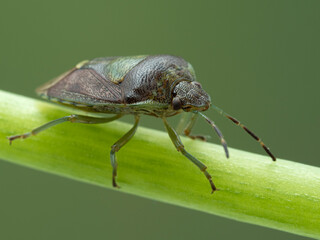P6130026 close-up of a green burgundy stink bug, Banasa dimidiata, cECP 2021