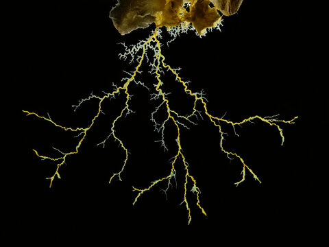 P7080023 Close-up image of a yellow slime mould (Physarum polycephalum) protoplasmic strands. Backlit, isolated, cECP 2021