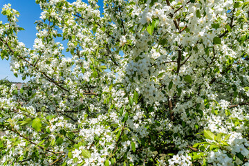 White flowers on an apple tree in spring in the garden