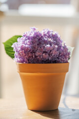 Purple hydrangea macrophylla in a terracotta pot.