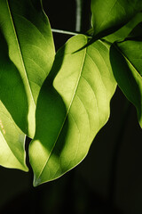 Macro photography of plant leaves on a dark background.