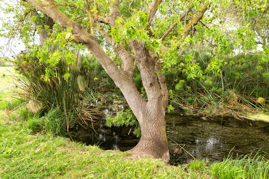 Awesome Green Sceneries of Natural Reserve of Ciane River (Riserva Naturale Fiume Ciane-Saline di Siracusa) in Syracuse, Sicily, Italy.