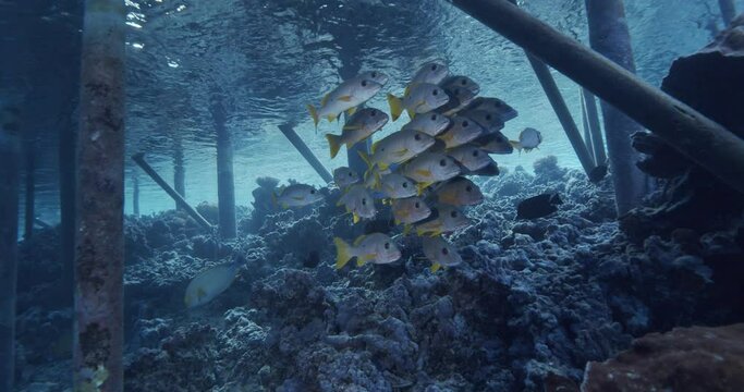 One spot snapper under dock pilings.