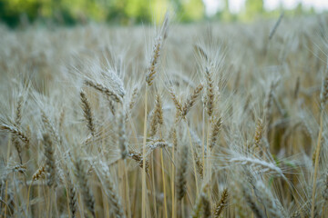 Organic wheat is grown in the fields of the farm. close-up photo of wheat. world concept of organic production