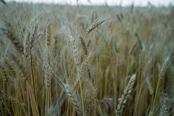 Organic wheat is grown in the fields of the farm. close-up photo of wheat. world concept of organic production