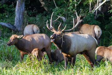 bugling Roosevelt elk with herd