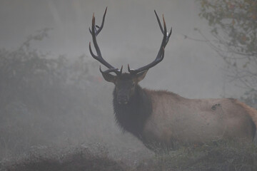bull elk on a foggy morning