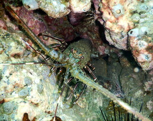 Costa Rica Pacific sea life
