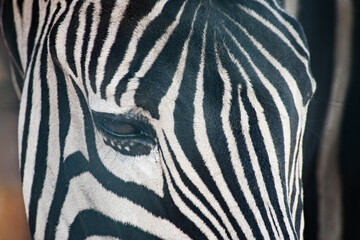 portrait of a zebra with white and black stripes, close-up of the eye