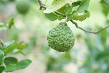 green bergamot on the branches of the trunk