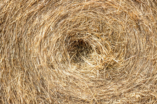 Straw dry row in the farm close up image for background and texture