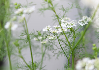 Many white small flowers of coriander are blooming on its green stems.