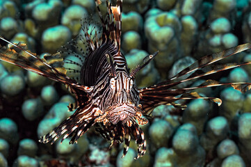 A picture of a common lionfish