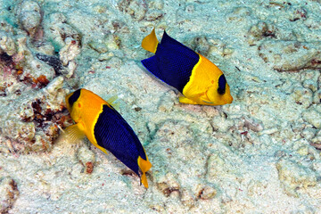 A picture of two bicolor angelfish