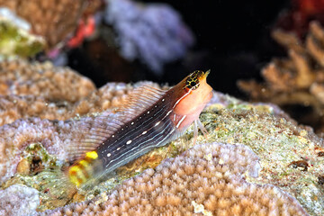 A white lined combtooth blenny