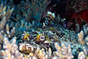 A picture of a crocodilefish