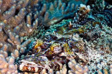 A picture of a crocodilefish
