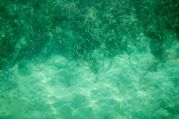 Fototapeta na wymiar Background of turquoise water with some seaweed