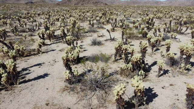 Joshua Tree National Park