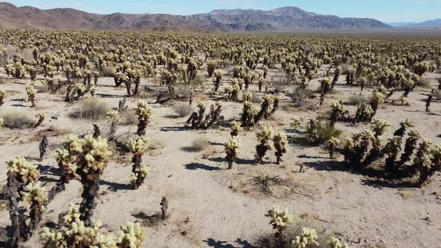 Joshua Tree National Park