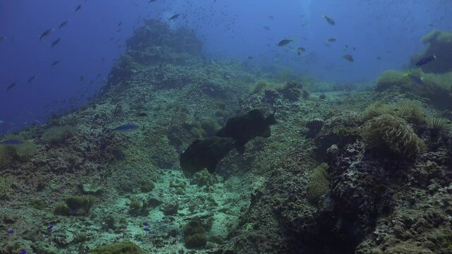 Long shot. This is the first part of a 5 minute video of fighting Brown-spotted Groupers (Epinephelus coioides). For almost a minute they circle side by side. A school of fish swims past them. 