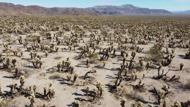 Joshua Tree National Park