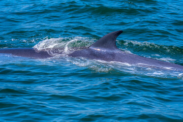 Obraz premium Bryde's whale (Eden's whale) is swimming in the sea, be able to see its dorsal fin shown up over the sea. Taken at Bang Tabun, Phetchaburi in Gulf of Thailand.