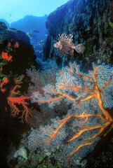 Beautiful undersea of sea fan and corals along the rocky crevices with a lionfish swimming above. Concept of the integrity of the sea nature.