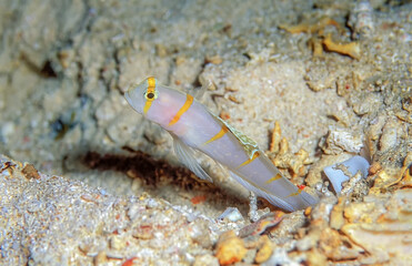 Beautiful Strikingly-coloured Goby. Marine fish.