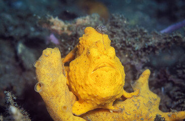 Yellow frogfish on the yellow sponge.