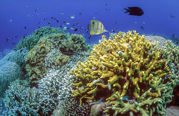 Fototapeta na wymiar Beautiful undersea of staghorn coral reefs with many types of fish swimming around. Concept of the integrity of the sea nature.