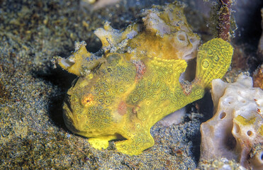 Yellow frogfish on the coral reef.