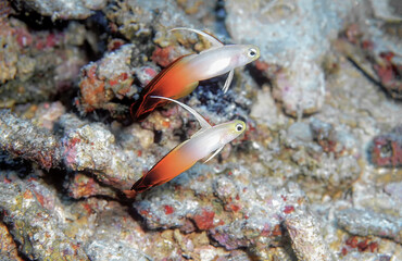 A couple of beautiful fire Goby along coral reef.