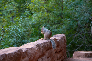 Defocused Wildlife Nature Photo