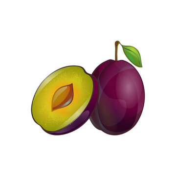 purple plum (Prunus domestica) isolated on a white background
