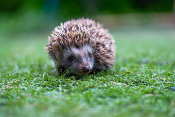 a charming hedgehog is running in a beautiful meadow