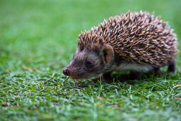 a hedgehog runs on a green meadow