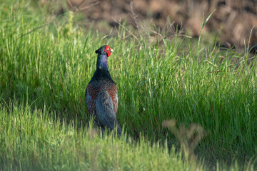 Japanese Pheasant at fallow rice field in Shizuoka, JAPAN
