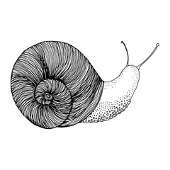 Snail. Black and white illustration isolated for packaging, cover and other design