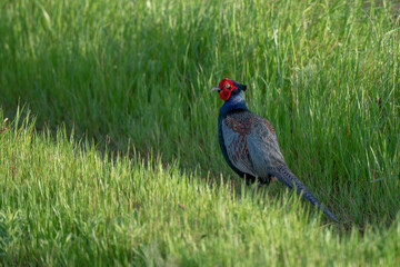 Japanese Pheasant at fallow rice field in Shizuoka, JAPAN