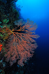 A picture of the coral reef