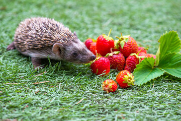 a slide of red strawberries and a hedgehog