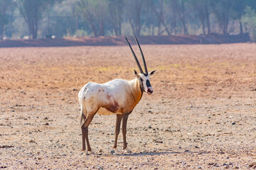 Arabian oryx or white oryx