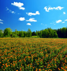 Fototapeta na wymiar Pot Marigold (Calendula officinalis) growing on the field. Rural landscape. Summer season.