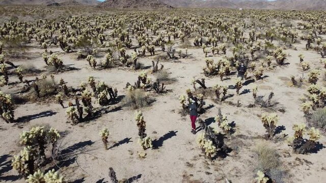 Joshua Tree National Park